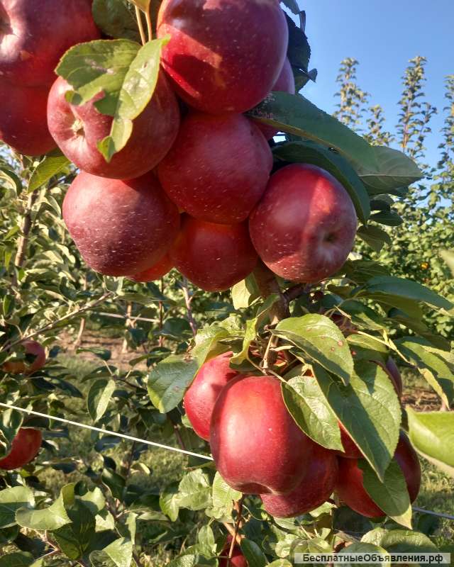 Яблоки оптом с Краснодарского края