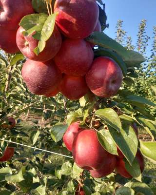 Яблоки оптом с Краснодарского края