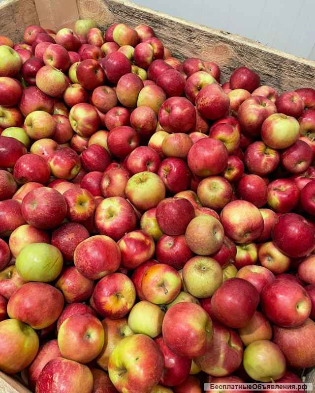 Яблоки оптом с Краснодарского края