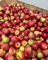Яблоки оптом с Краснодарского края