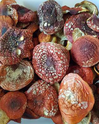 Мухоморы красные сушеные