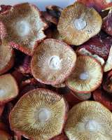 Мухоморы красные сушеные