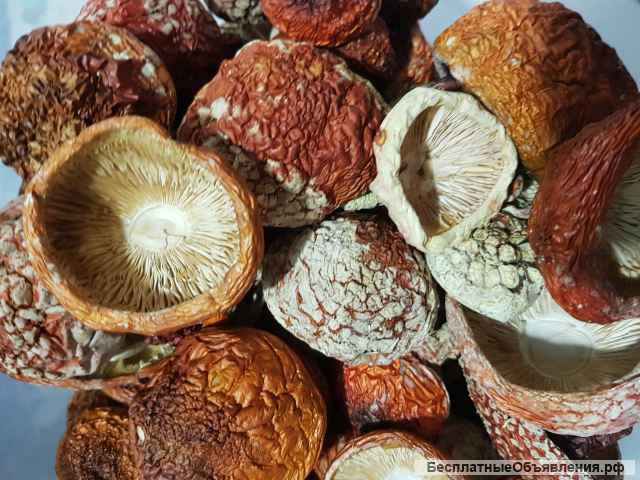 Мухоморы красные сушеные