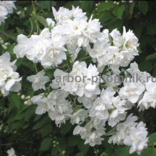 Саженцы жасмина (чубушника), купить крупномеры жасмина в Москве с доставкой и посадкой