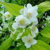 Саженцы жасмина (чубушника), купить крупномеры жасмина в Москве с доставкой и посадкой