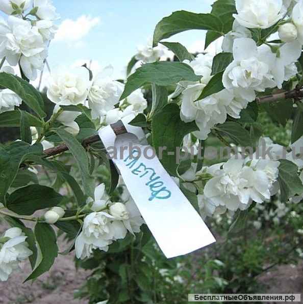 Саженцы жасмина (чубушника), купить крупномеры жасмина в Москве с доставкой и посадкой