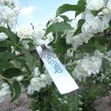 Саженцы жасмина (чубушника), купить крупномеры жасмина в Москве с доставкой и посадкой