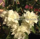 Саженцы жасмина (чубушника), купить крупномеры жасмина в Москве с доставкой и посадкой