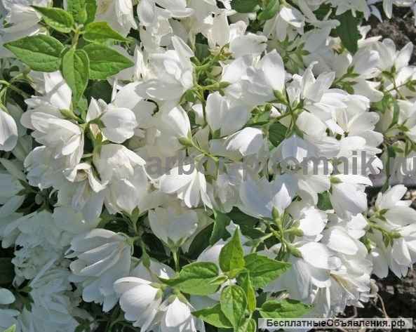 Саженцы жасмина (чубушника), купить крупномеры жасмина в Москве с доставкой и посадкой