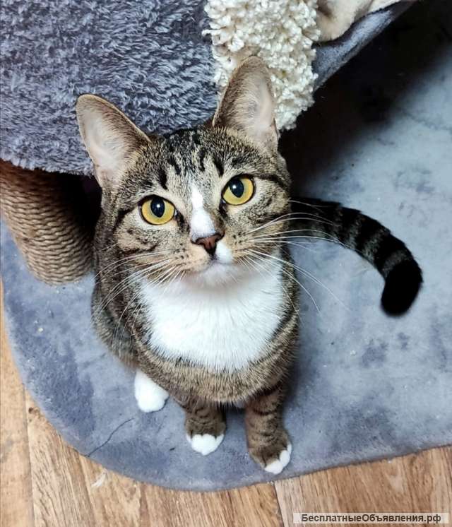 Кошечка Веснушка ищет семью