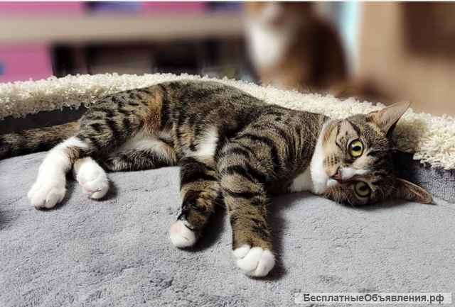 Кошечка Веснушка ищет семью