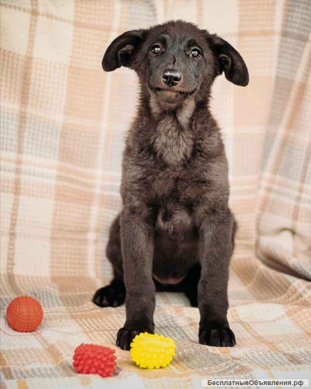 Щенок Вишенка в добрую и ответственную семью