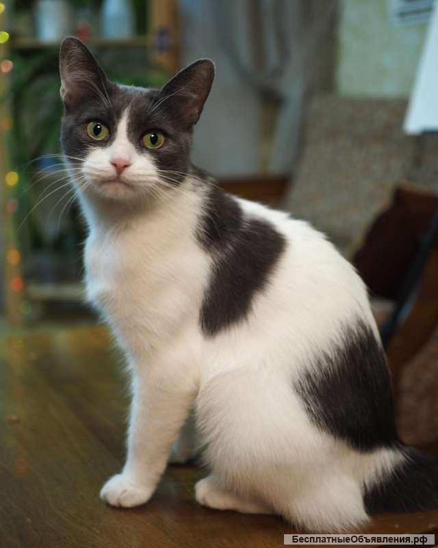 Милая кошка Муся в добрые руки