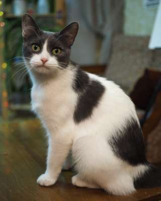 Милая кошка Муся в добрые руки