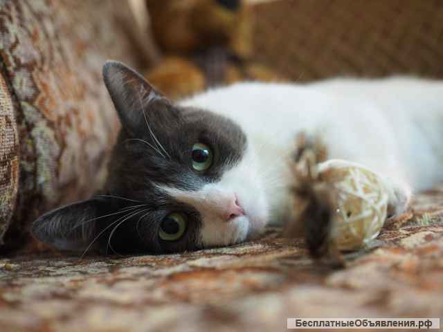 Милая кошка Муся в добрые руки