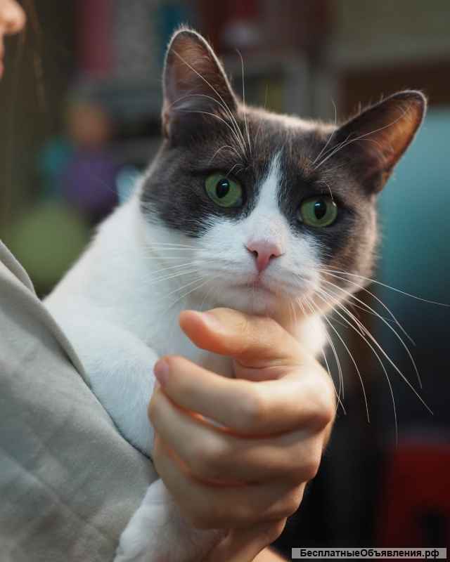 Милая кошка Муся в добрые руки