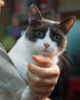 Милая кошка Муся в добрые руки