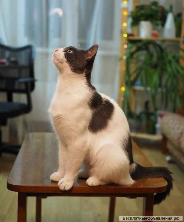 Милая кошка Муся в добрые руки