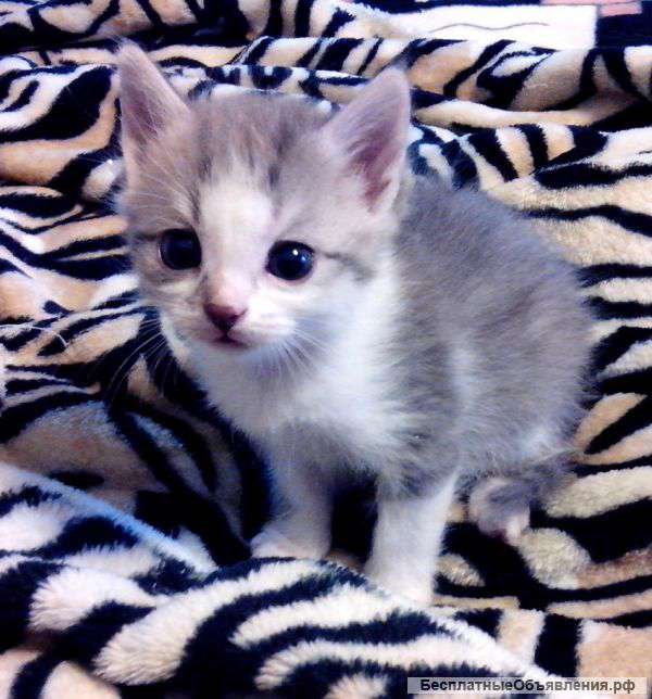 Отдадим котят добрым хозяевам