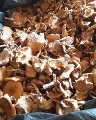 Грибы сушеные Сибири