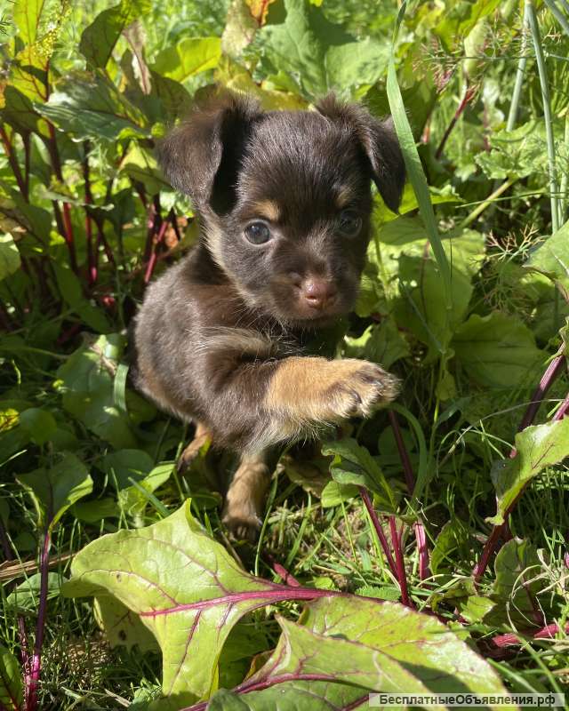 Русский той-терьер, длинношерстный. Фунтик. РКФ.