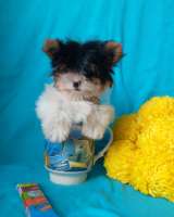 Бивер мини девочка, доставка