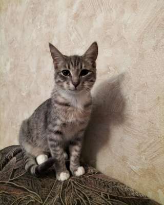 Очаровательный котенок Стёпа в добрые руки