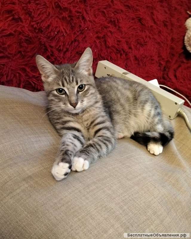 Очаровательный котенок Стёпа в добрые руки