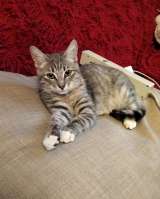 Очаровательный котенок Стёпа в добрые руки