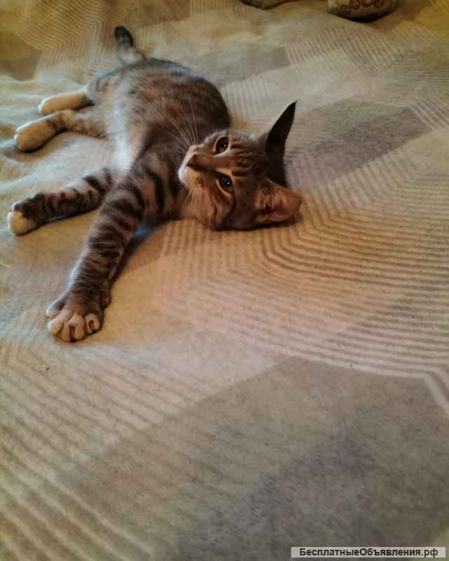 Очаровательный котенок Стёпа в добрые руки