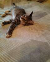 Очаровательный котенок Стёпа в добрые руки