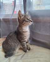 Очаровательный котенок Стёпа в добрые руки