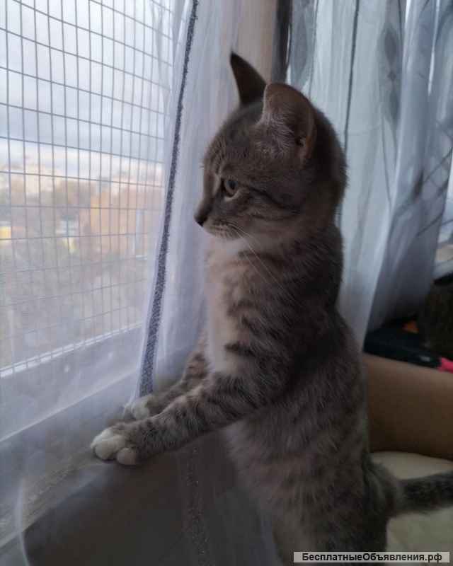 Очаровательный котенок Стёпа в добрые руки