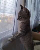 Очаровательный котенок Стёпа в добрые руки