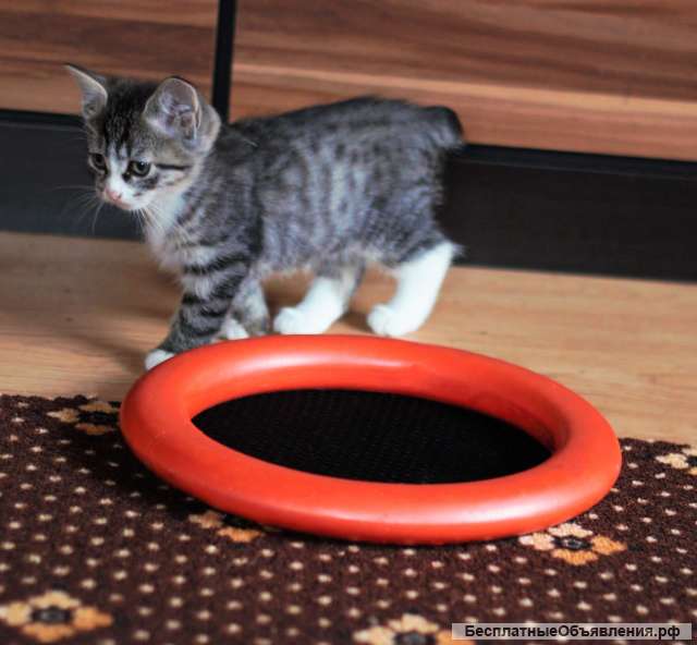 Котята, Курильский бобтейл