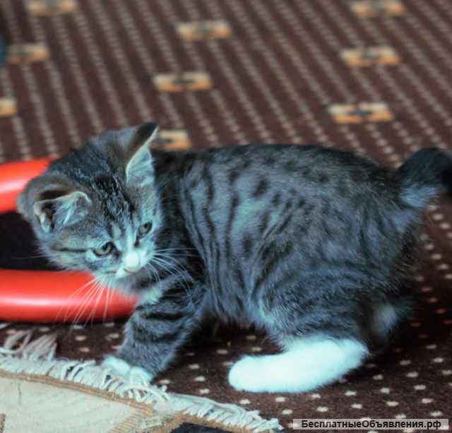 Котята, Курильский бобтейл
