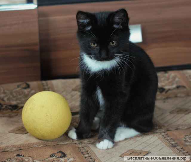 Котята, Курильский бобтейл