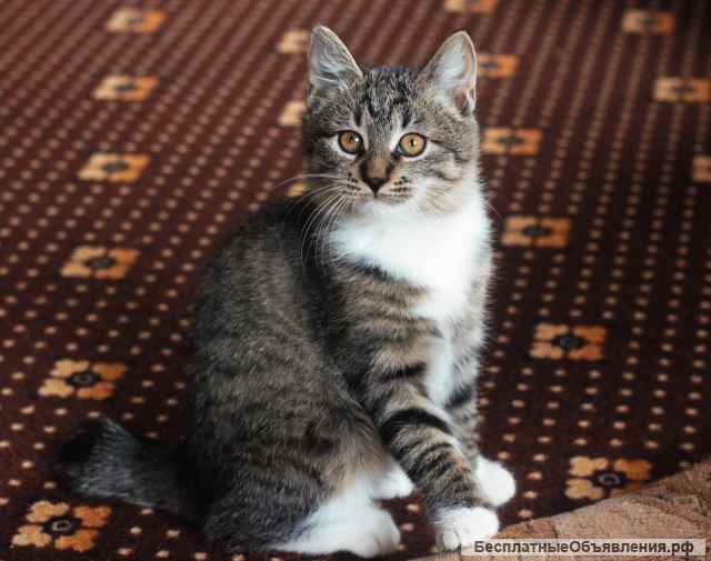 Котята, Курильский бобтейл