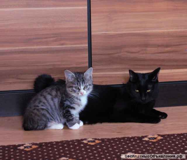 Котята, Курильский бобтейл