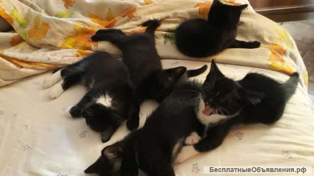 Отдам в хорошие руки котят