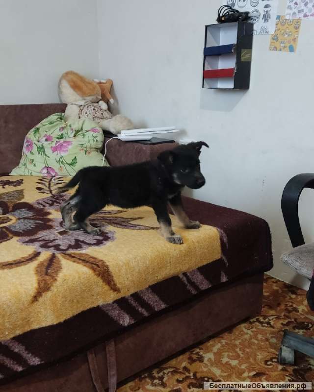 Щенки немецкой овчарки