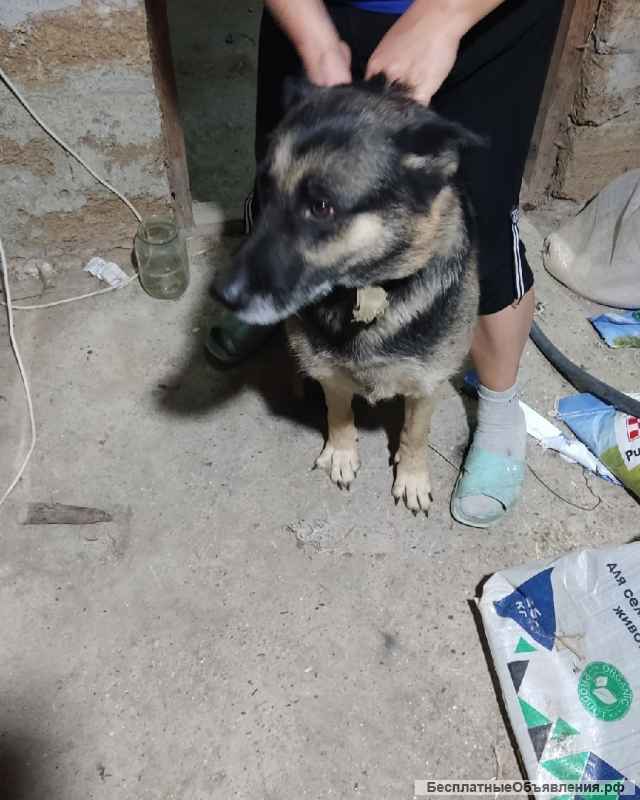 Щенки немецкой овчарки