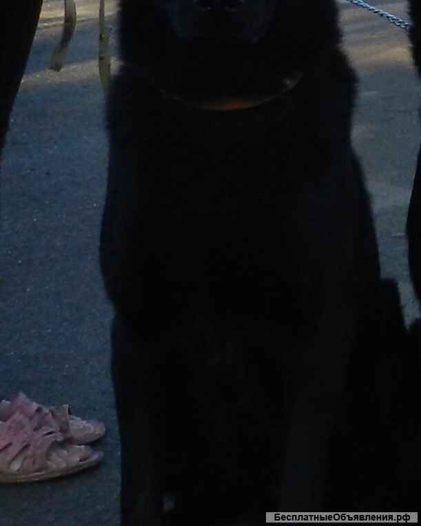 Щенки немецкой овчарки