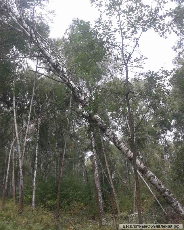 Дрова. Сосна (сухая), берёза