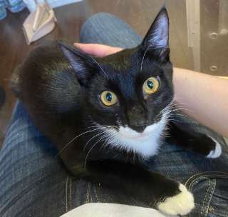 Желтоглазый красавчик Джек в поисках своей семьи