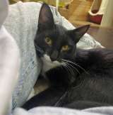 Желтоглазый красавчик Джек в поисках своей семьи