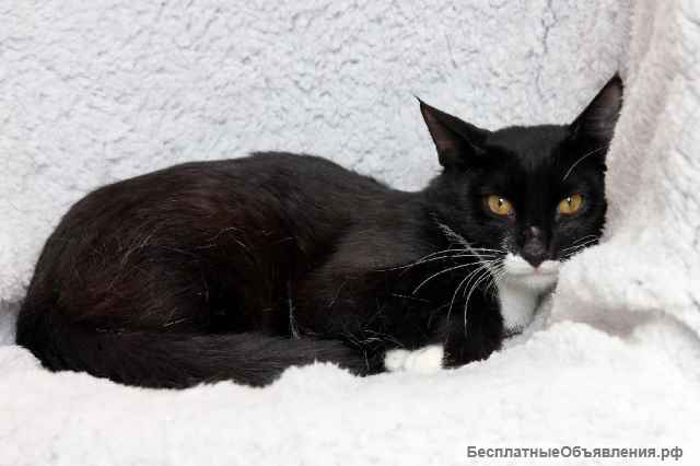 Желтоглазый красавчик Джек в поисках своей семьи