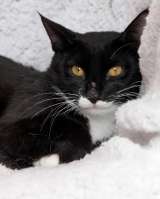 Желтоглазый красавчик Джек в поисках своей семьи