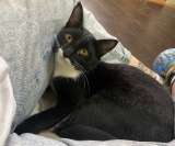 Желтоглазый красавчик Джек в поисках своей семьи