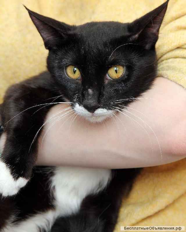 Желтоглазый красавчик Джек в поисках своей семьи